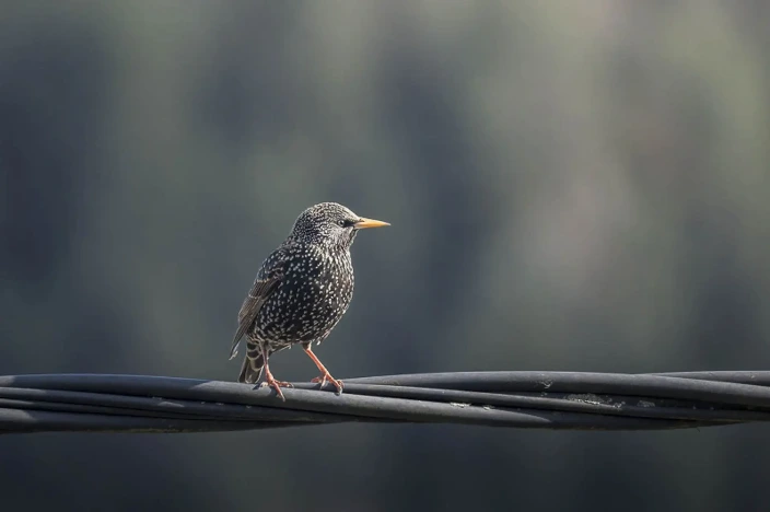 Initiation à la photographie d’oiseaux et aux réglages de l’appareil en conditions naturelles